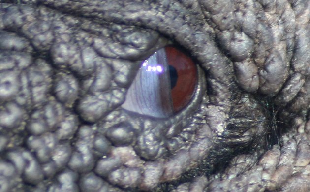 Nictitating membrane closing on a Black Vulture